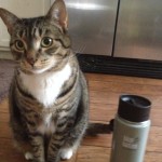 cats and gear, cat photos, cute cat photos, klean kanteen, vacuum insulated