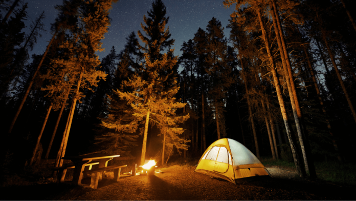 tent camping under stars in pine forest